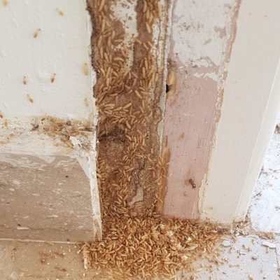 Termites Cyprus