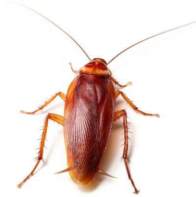 Cockroach Control Services | Atom Exterminators Cyprus Pest Control