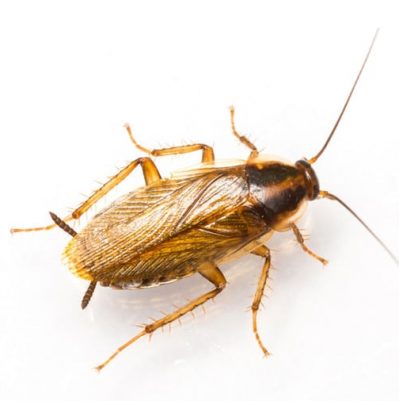 Cockroach Control Services | Atom Exterminators Cyprus Pest Control