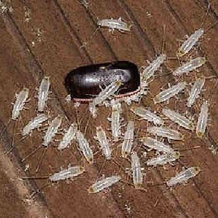 Cockroach Eggs