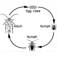 Cockroach Life Cycle