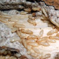 Termite Nymphs