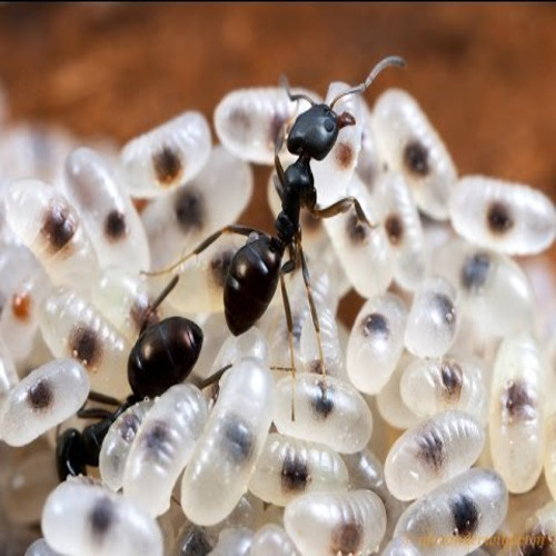 Ant eggs