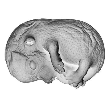 Fetal mouse