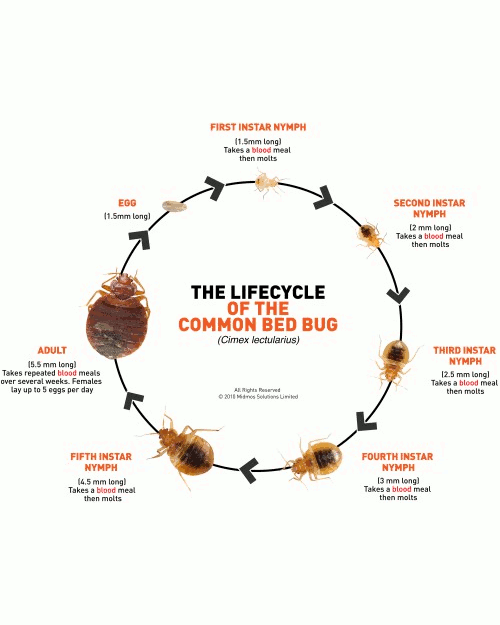 Life Cycle of Bed Bug